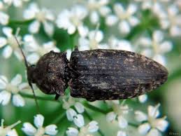 Attēlu rezultāti vaicājumam “Agrypnus murinus”