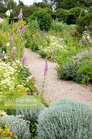 Image result for Tanacetum parthenium 'Tetraweiss'