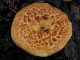 Attēlu rezultāti vaicājumam “Polyporus tuberaster”