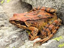 Attēlu rezultāti vaicājumam “Rana temporaria”