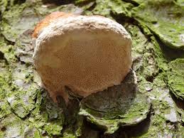 Attēlu rezultāti vaicājumam “Postia leucomallella”