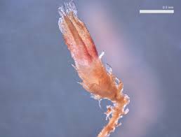 Attēlu rezultāti vaicājumam “Cephaloziella hampeana”