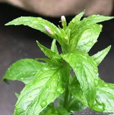 Attēlu rezultāti vaicājumam “Epilobium roseum”