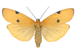 Attēlu rezultāti vaicājumam “Lithosia quadra”