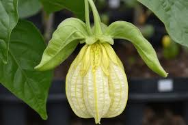 Image result for Lampionblume