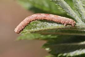 Attēlu rezultāti vaicājumam “Alcis repandata”