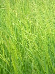 Attēlu rezultāti vaicājumam “Poa palustris leaf”