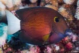 Image result for Naso hexacanthus