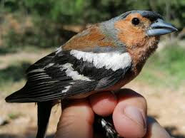 Attēlu rezultāti vaicājumam “Fringilla coelebs”