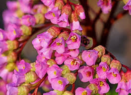 Image result for Bergenie