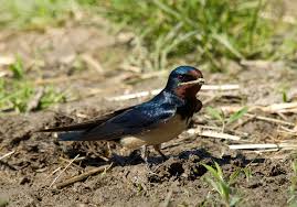 Attēlu rezultāti vaicājumam “Hirundinidae”