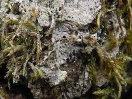 Attēlu rezultāti vaicājumam “Parmeliella triptophylla”