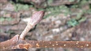 Attēlu rezultāti vaicājumam “Alnus glutinosa bud”