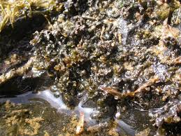 Attēlu rezultāti vaicājumam “Collema”