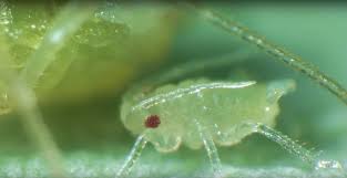 Attēlu rezultāti vaicājumam “Thysanoptera”