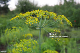Attēlu rezultāti vaicājumam “Anethum graveolens”