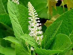 Attēlu rezultāti vaicājumam “Phytolacca acinosa”