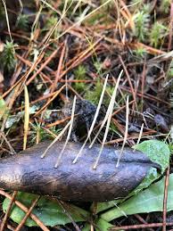 Attēlu rezultāti vaicājumam “Macrotyphula juncea”