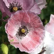 Image result for Papaver rhoeas