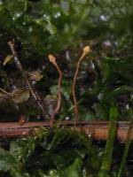 Attēlu rezultāti vaicājumam “Heyderia pusilla”