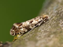 Attēlu rezultāti vaicājumam “Nemapogon cloacella”