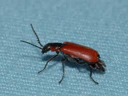 Attēlu rezultāti vaicājumam “Anthocomus rufus”