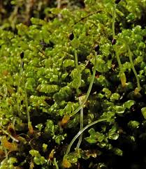 Attēlu rezultāti vaicājumam “Plagiochila porelloides”