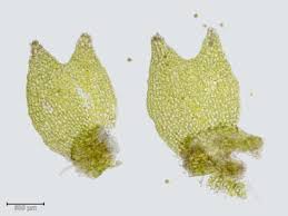 Attēlu rezultāti vaicājumam “Lophozia longidens”