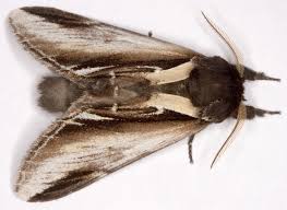 Attēlu rezultāti vaicājumam “Pheosia gnoma”