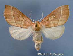 Attēlu rezultāti vaicājumam “Notodontidae”