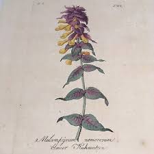 Attēlu rezultāti vaicājumam “Melampyrum nemorosum”