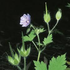 Attēlu rezultāti vaicājumam “Geranium bohemicum bud”