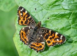 Attēlu rezultāti vaicājumam “Araschnia levana”