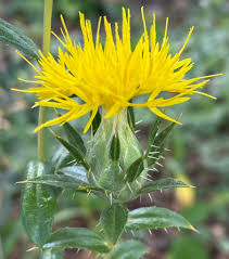 Image result for Carthamus tinctorius