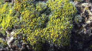 Attēlu rezultāti vaicājumam “Grimmia pulvinata sporophyte”