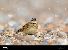 Attēlu rezultāti vaicājumam “Alauda arvensis adult”