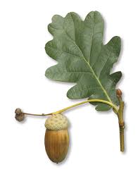 Attēlu rezultāti vaicājumam “Quercus robur Fastigiata”