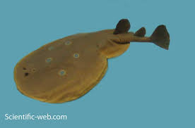 Image result for Torpedo torpedo