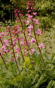 Image result for Diptam