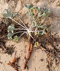 Attēlu rezultāti vaicājumam “Eryngium maritimum”