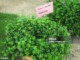 Attēlu rezultāti vaicājumam “Galium odoratum fruit”