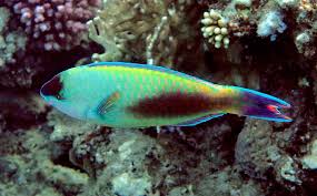 Image result for Scarus psittacus