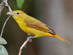 Image result for Piranga rubra