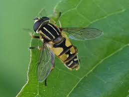 Attēlu rezultāti vaicājumam “Helophilus pendulus”