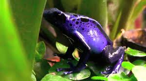 Image result for blauer baumsteiger