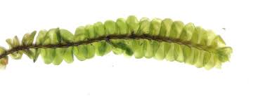 Attēlu rezultāti vaicājumam “Plagiochila asplenioides”