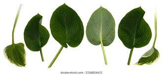 Attēlu rezultāti vaicājumam “Hosta sp. leaf”