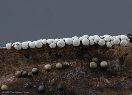 Attēlu rezultāti vaicājumam “Diderma testaceum spores”