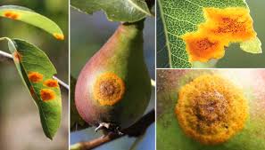 Attēlu rezultāti vaicājumam “Gymnosporangium sabinae”