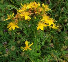 Image result for Johanniskraut